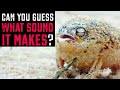 You Will Never Guess the Sounds these Creatures Make!