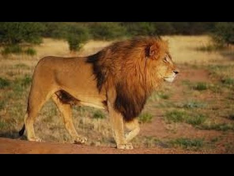 Libaax Nin Genay Iyo Nin Galaday Og Iyo Sheekooyinka Idaajaa Dhaqanka Iyo Hiddaha Qarni Joog