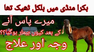 How to set new goat on my farm |  بکری میں نمونیا  | Hmary pass Aa Kar Bakri bimar kiun ho jati he?