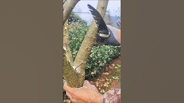 TechniquesTo Bend Bigger Fruit Tree Branches For Higher Yields #farming #agriculture
