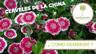 ✅ LA GUÍA MÁS COMPLETA DE COMO SEMBRAR CLAVELES DE LA CHINA 🌸 - JARDINEANDO
