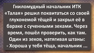 Начальник Колонии "Талая" решил Проучить свою Тёщу! Сборник Самых Свежих Анекдотов! Юмор!