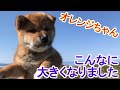一人っ子の柴犬オレンジちゃん☆生後12日～52日　初めての離乳食、そしてお泊りもしたよ