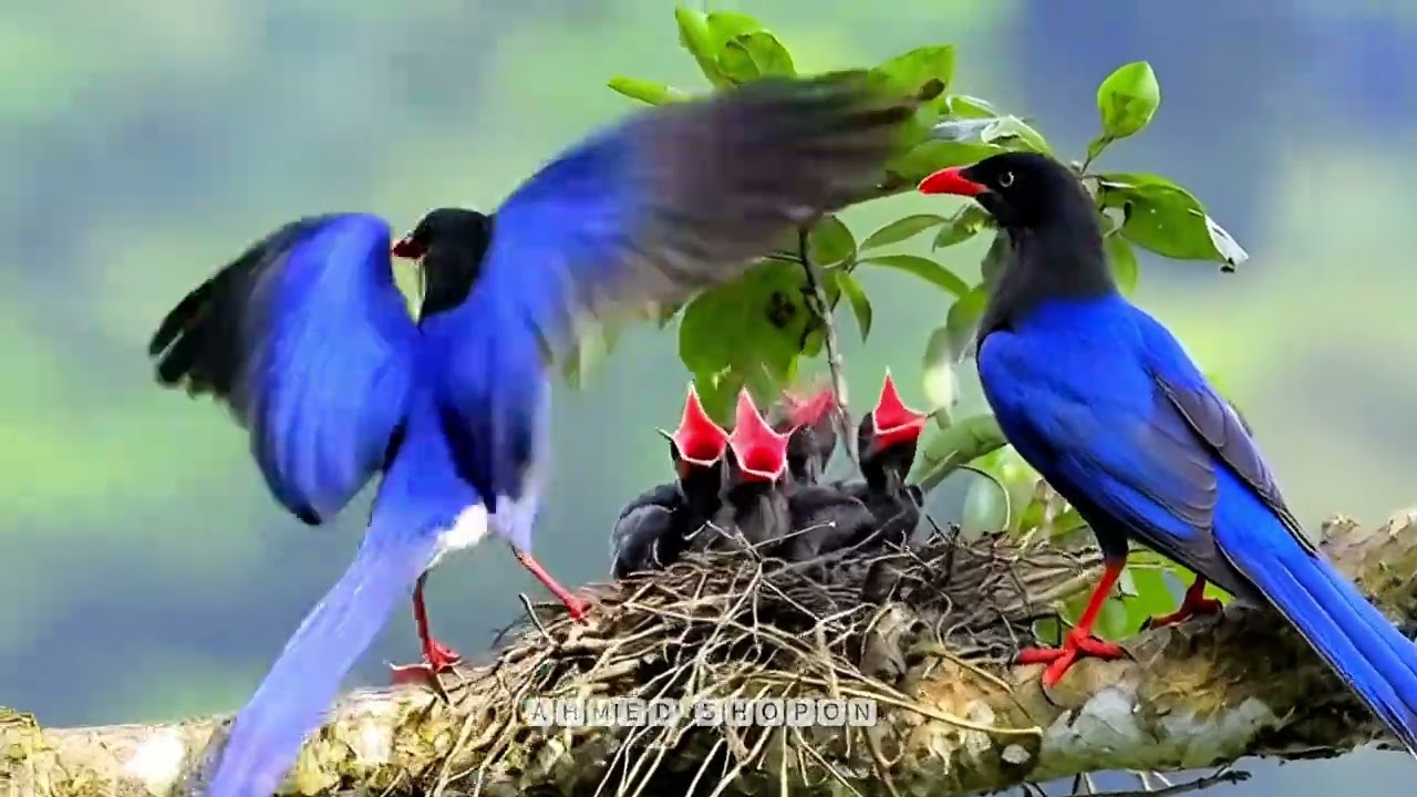Taiwan blue magpies (Urocissa caerulea)