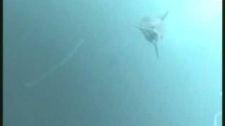 Mako shark attacks camera