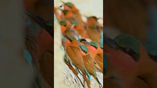 A Colour Explosion of Carmine Bee Eaters!