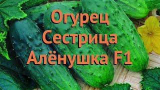 Огурец обыкновенный Сестрица Алёнушка F1 🌿 обзор: как сажать, семена огурца Сестрица Алёнушка F1