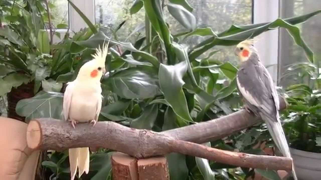 Wybór żerdzi dla papug