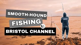 Smooth-Hound Fishing the Bristol Channel. Using the Dongle Rig 🎣