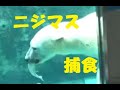 飼育係が釣った魚をホッキョクグマに与えてみた