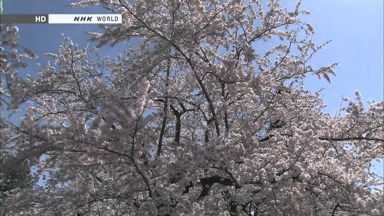 THE CHERRY TREE (NHK) TEST RAPPORT HD - YouTube