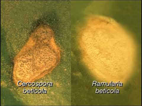 Video: Cercosporosis Of Beet