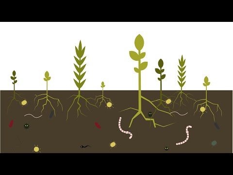 Video: Waarom is bodem een noodzakelijke hulpbron?