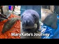 Marykates journey