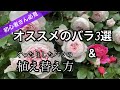 【楽に育てられるオススメのバラ&ぐったりした鉢バラの植え替え方】