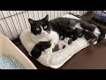 威嚇する妊婦猫ちゃんを保護→出産、子育て、保護猫カフェデビューで里親さんを探します⑴