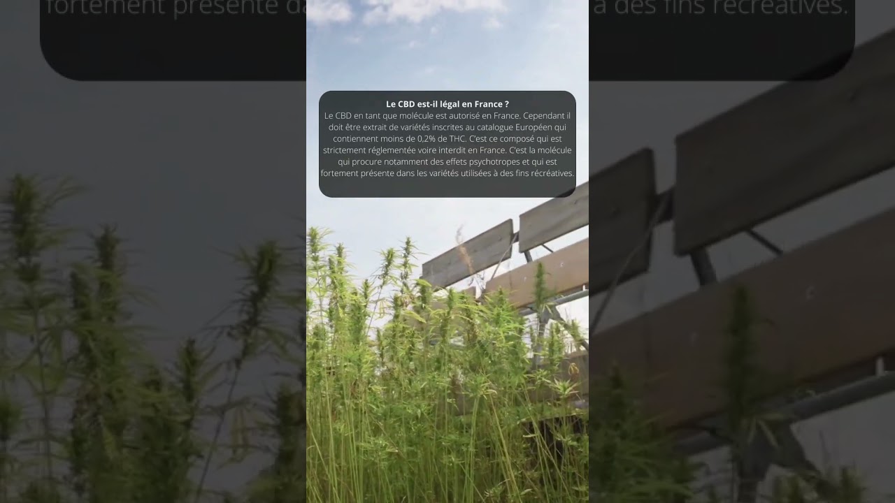 le cbd est-il légal en France ? 