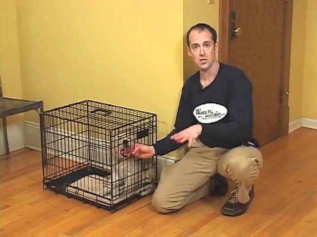 petsolutions live fish