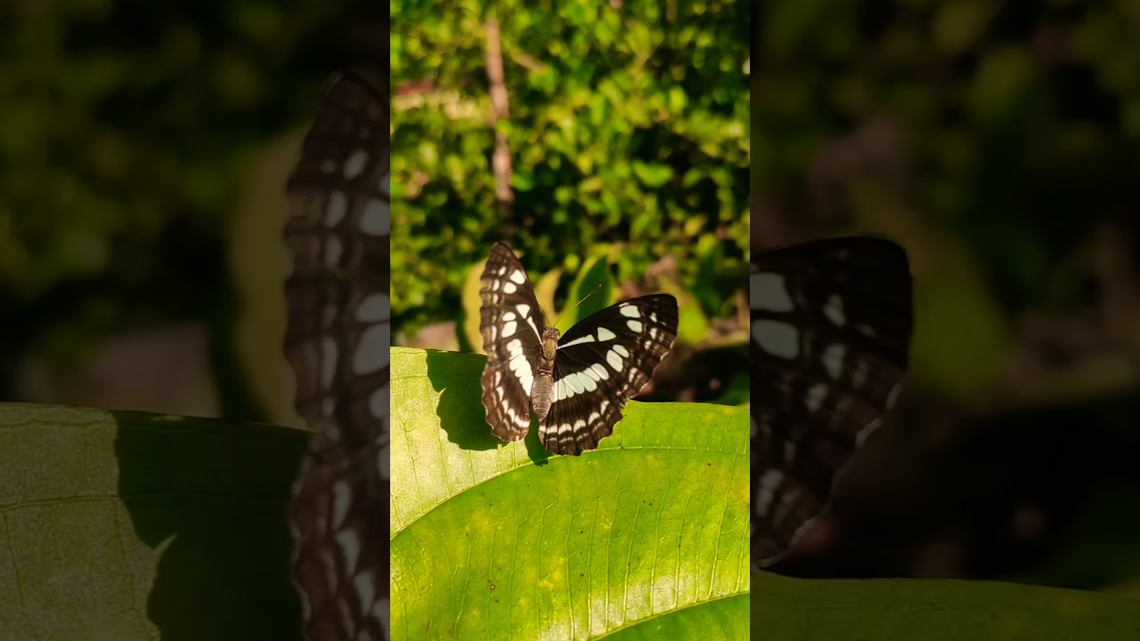 august diaries - flying moment | slow motion butterfly in flight 😲 