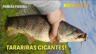 Tararias, Palometas Y Dorado En Primera Persona - Pesca En Arroyo - Reconquista Santa Fe