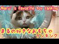 【まる調べ】愛猫の好きなおもちゃランキング　Maru’s favorite toys ranking