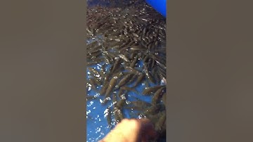 Phát triển thương hiệu cá bống dừa thương phẩm.