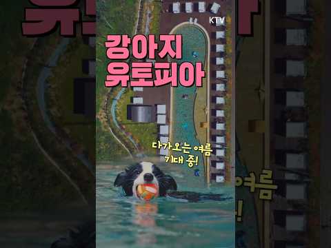강아지들의 <strong>유토피아</strong>♡ #댕댕이 #반려견 #오지다 #여행지추천