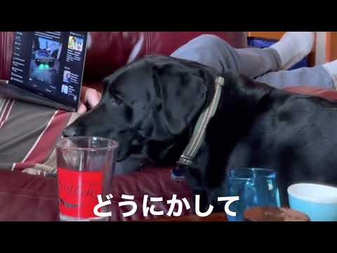 【切ないラブラドールlabrador 】散歩に行きたいギャリコ wanna go for a walk with daddy 「colorado vlogコロラド手作りキルト国際結婚暮らし ブログ犬」