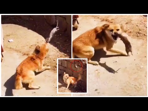 Perro y Ratón