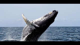 WHALES CAUGHT ON CAMERA!