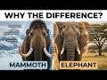 Why Were Mammoths So Different from Modern Elephants?