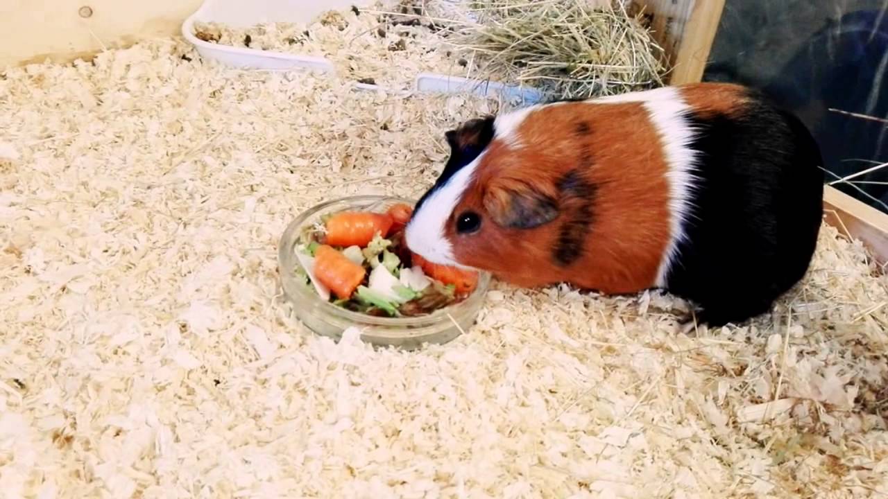 10 tips over hoe je je cavia YouTube 10 tips over hoe je je cavia YouTube