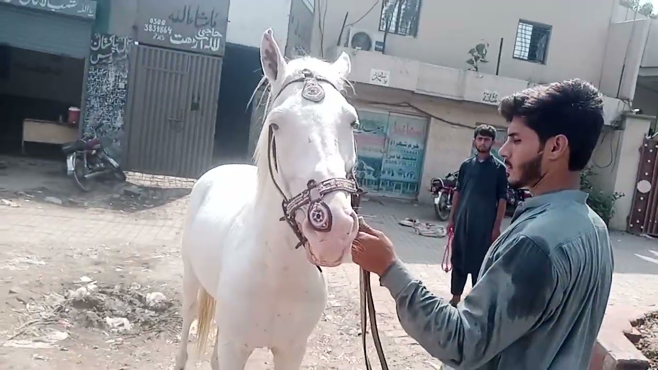 beautiful white horse for sale YouTube