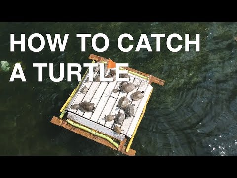 How To Catch A Turtle