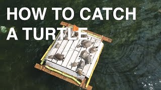 How To Catch A Turtle | Safe Ways to Handle