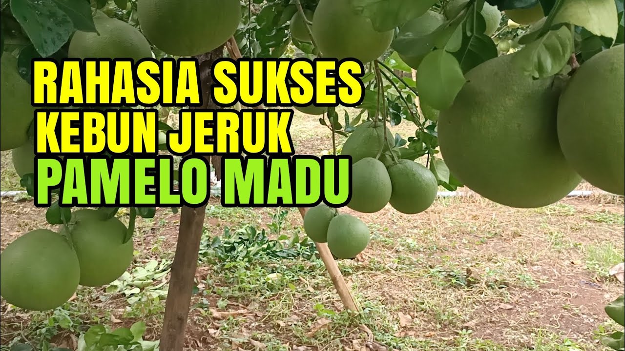 RAHASIA SUKSES KEBUN JERUK PAMELO MADU