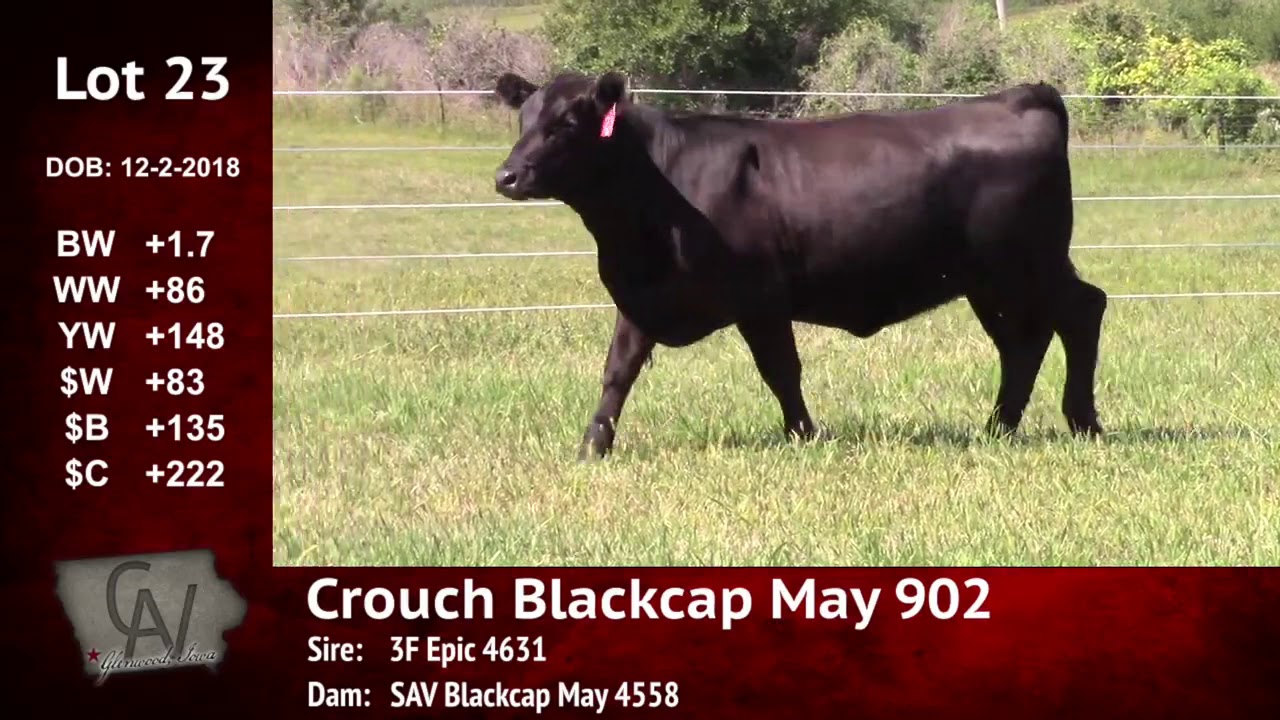 angus tasty Crouch Angus Valley Lot 23