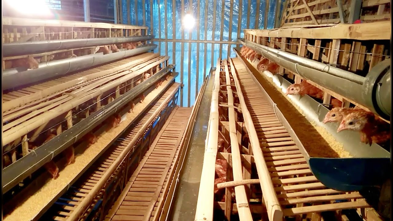 KELEBIHAN USAHA beternak Ayam Petelur 