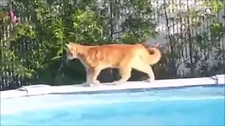 TRY NOT TO LAUGH   Funny Cats Hate's Water