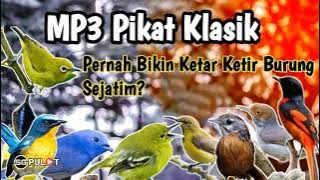 Suara Pikat Lama Yang Pernah Menjadi Idola Pemikat(Jatim)