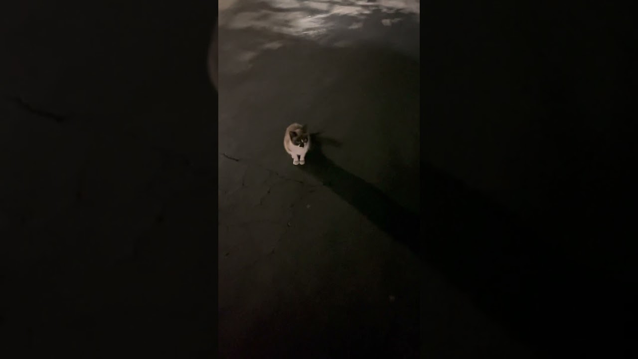 Is this a stray Siamese?? 