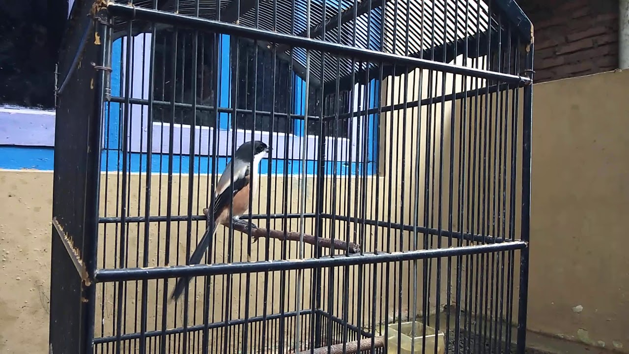 Burung pentet gacor. 