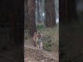 Short wildlife  king of kanha