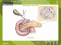 Exocrine Gland and Endocrine Glands