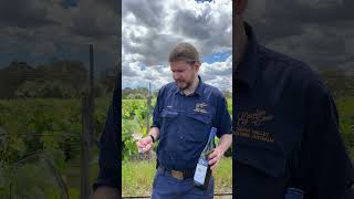 New release! Classic White 60% Chardonnay, 20% Verdelho, 20% Semillon. Now at the winery and website