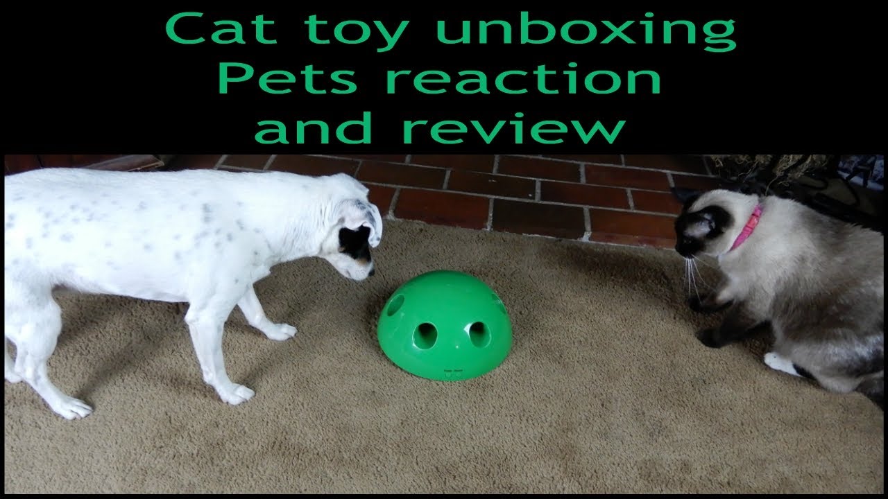 Cat toy unboxing, pets reaction review YouTube