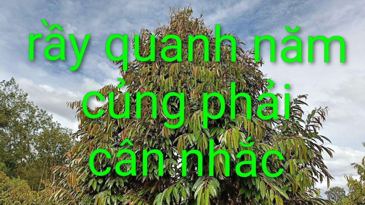 Sâu rầy sr là một gánh nặng nhưng cũng phải nhiệt tình với nó.út hiền.0978603449