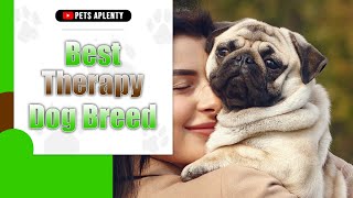 Best Therapy Dog Breed by Pets Aplenty 114 views 1 year ago 9 minutes, 11 seconds