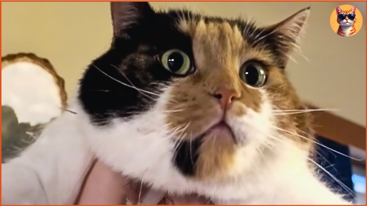 Спасенная от снежной бури кошка превратила свой пустой дом в семейное гнездо и не перестает разго...