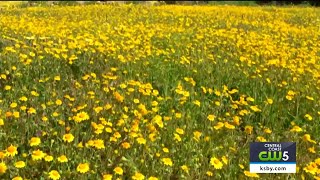 State Parks prepare for possible wildflower superbloom